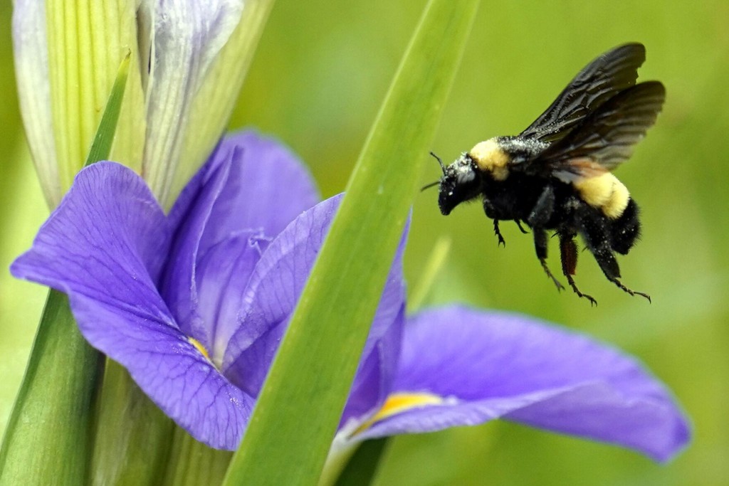 ‘bee’ Prepared For Insect Stings