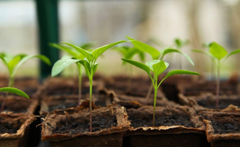 5 Tips For Adding A Greenhouse To Your Backyard