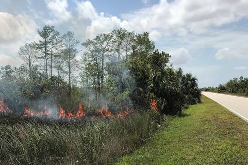 The National Park Service Wants To Know Who’s Responsible For A Series Of Fires In The Everglades