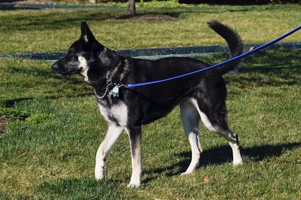 Major Training: Biden Dog Gets Help Adjusting To White House