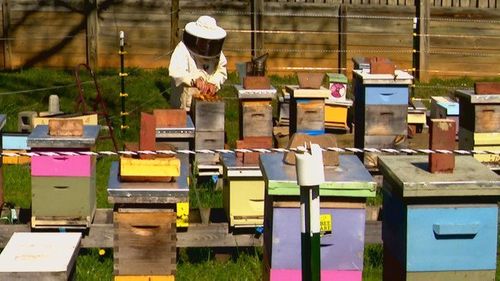 Beekeepers Fight Against Pesticides, Bring Awareness To Plight Of Pollinator