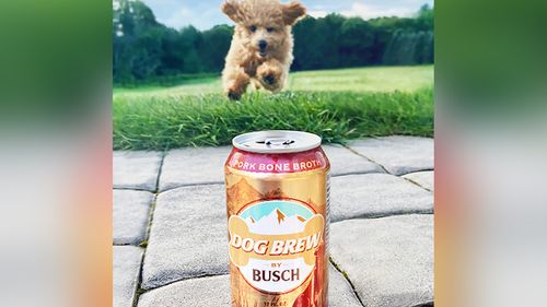 Ruff Job: Busch Will Pay Your Pup $20,000 To Be Its Official Dog Beer Taster