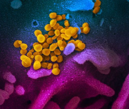 Us Intelligence Community Warns Of Devastating Long Term Impact Of Coronavirus Pandemic