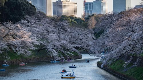 Japan Just Recorded Its Earliest Cherry Blossom Bloom In 1,200 Years. Scientists Warn It’s A Symptom Of The Larger Climate Crisis