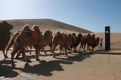 Stop! Camel Time! China Creates World’s First Traffic Signal For The Humped Beasts