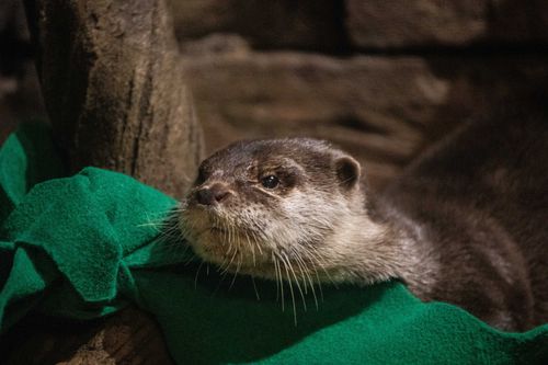 Otters At Georgia Aquarium Test Positive For Coronavirus