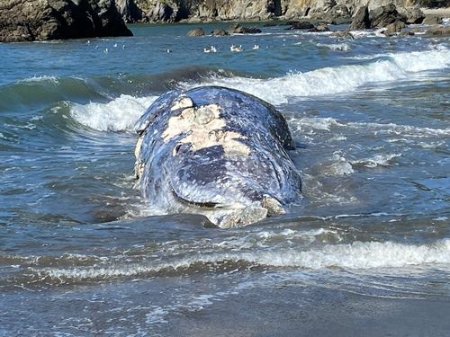 Four Gray Whales Have Been Found Dead In California’s Bay Area Within Eight Days