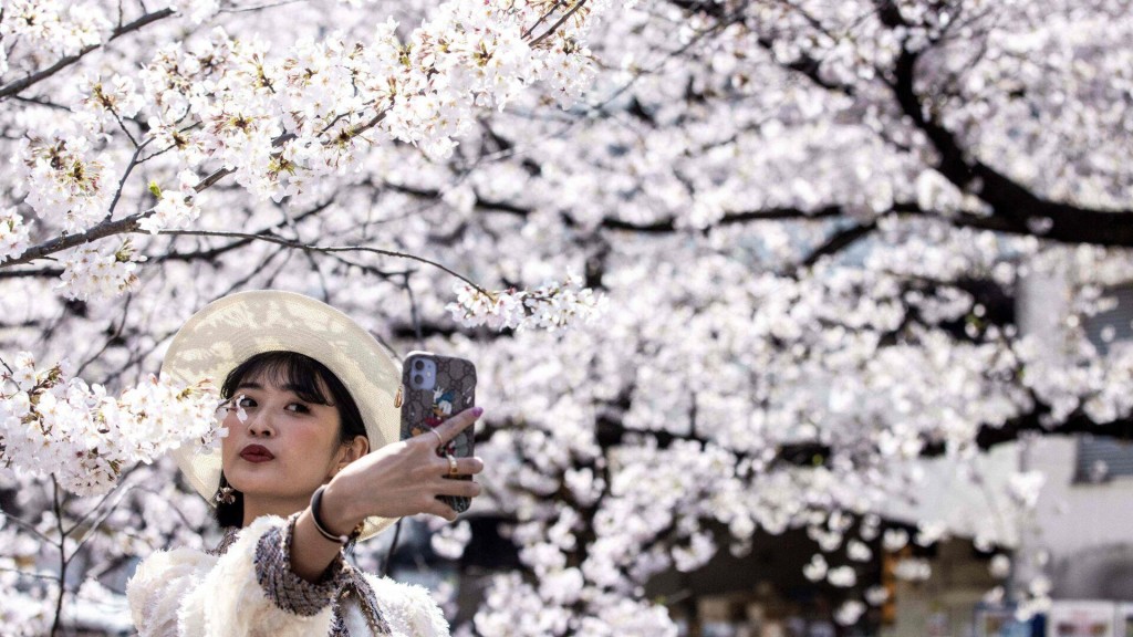 Japan’s Cherry Blossom Bloom Earliest In 1,200 Years; Climate Change Cited