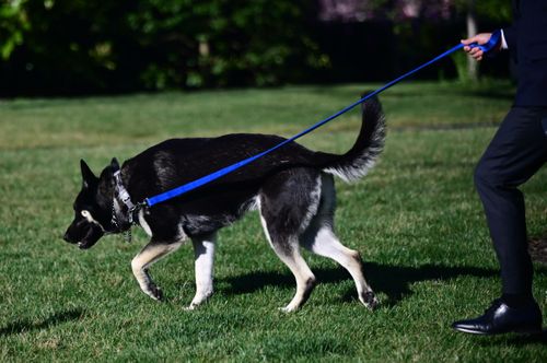Major Biden To Get Training After Two Biting Incidents