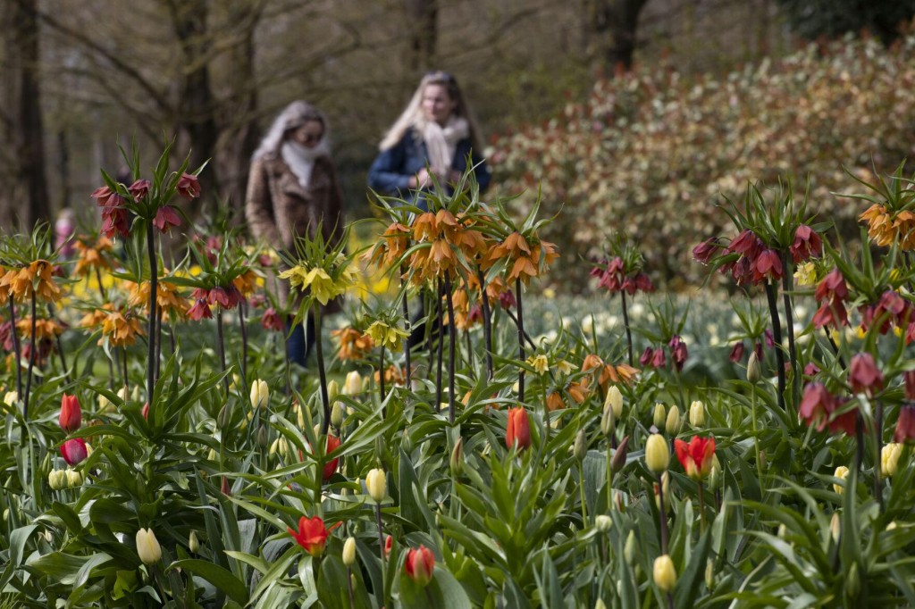 Visitors Tiptoe Through The Tulips In Dutch Virus Test