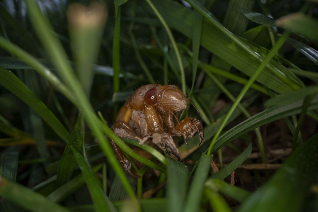Nature At Its Craziest: Trillions Of Cicadas About To Emerge