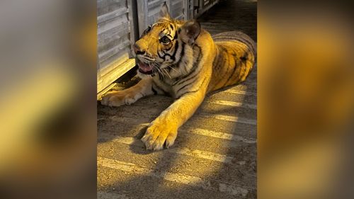 A Tiger Went Missing In Houston For Nearly A Week. Here’s How The Search Unfolded And What’s Next For Him