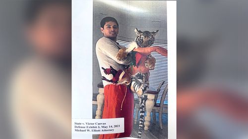 Tiger Missing In Houston Turned In To Authorities, Police Say