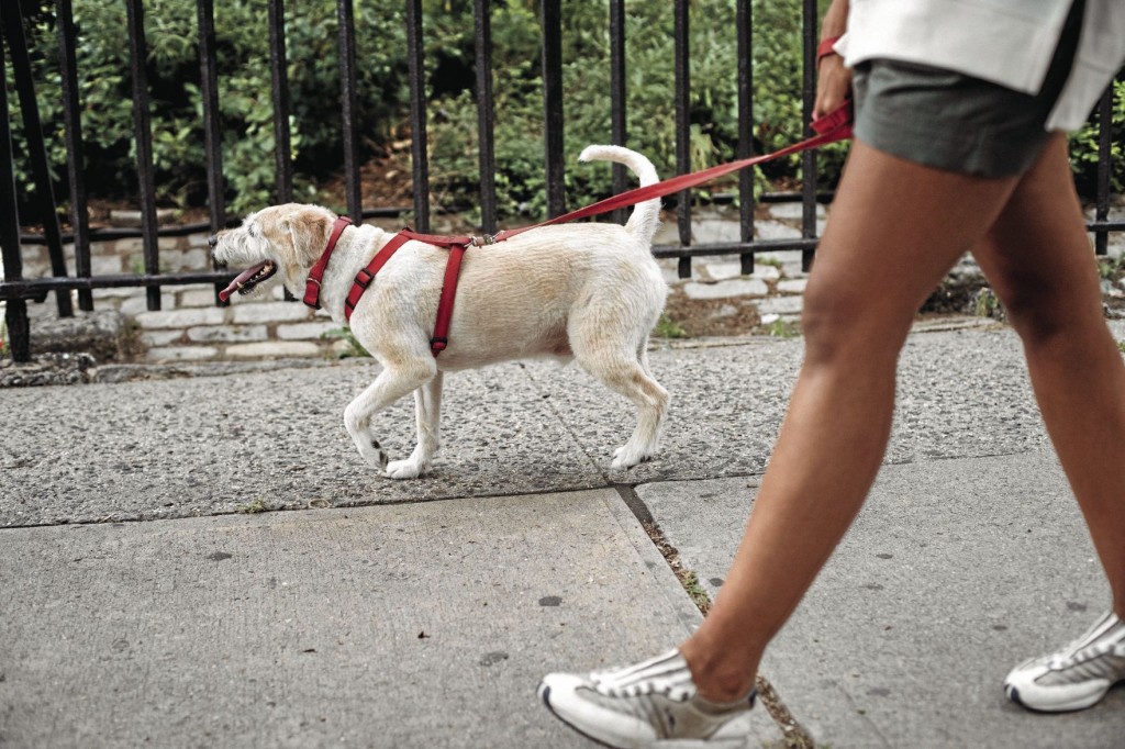 Easy Habits Will Keep Dog At Healthy Weight — And Get You Moving, Too