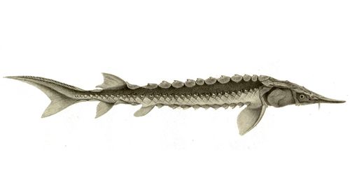 Us Adds Yangtze Sturgeon Fish To Endangered Species List
