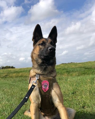 ‘arrow Came In As An Owner Surrender,’ Now Has New Job With Police Department