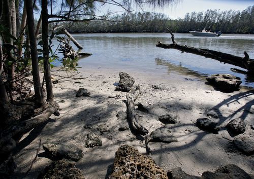 Manatees Are Dying In Droves This Year. The Die Offs Could Spell Trouble For Florida