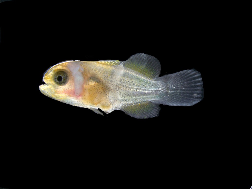 The Secret To How Quickly A Clownfish Gets Its Stripes Is Revealed In Recent Study