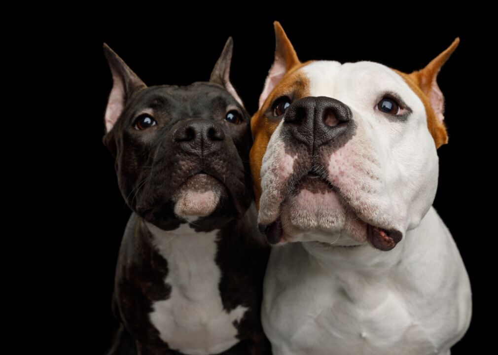 A Ranking Of The 63 Smartest Dog Breeds