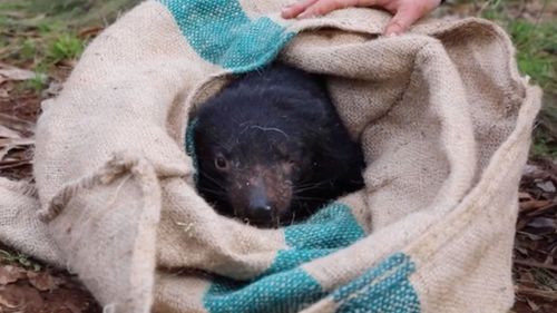 Tasmanian Devils Born On Australian Mainland For First Time In 3,000 Years