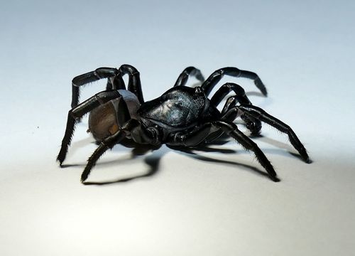 Mysterious, New Tarantula Like Spider Identified In The Florida Everglades