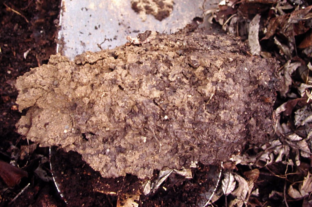 Clay, Sand, Silt, Loam: How Different Soils Affect Gardens
