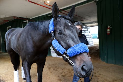 Medina Spirit To Race At Preakness, Trainer Says Kentucky Derby Winner Tested Positive For Betamethasone After Being Treated With Ointment