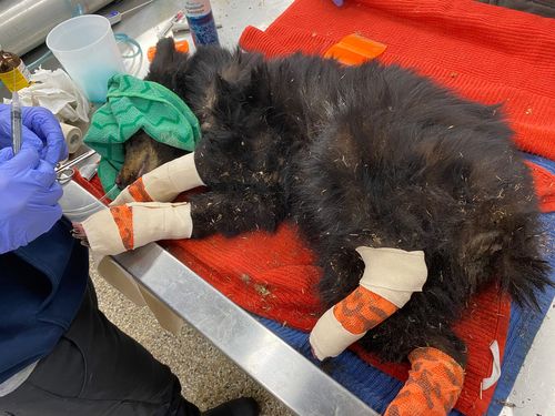Black Bear Released Into The Wild After Being Burned In Colorado Wildfire