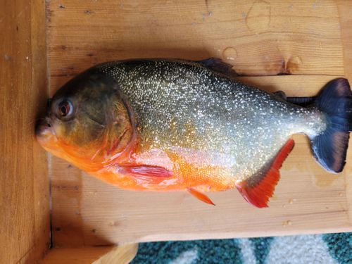 Red Piranha Caught In A Lake Near Lsu. Louisiana Wildlife Authorities Are Making Sure There Aren’t More