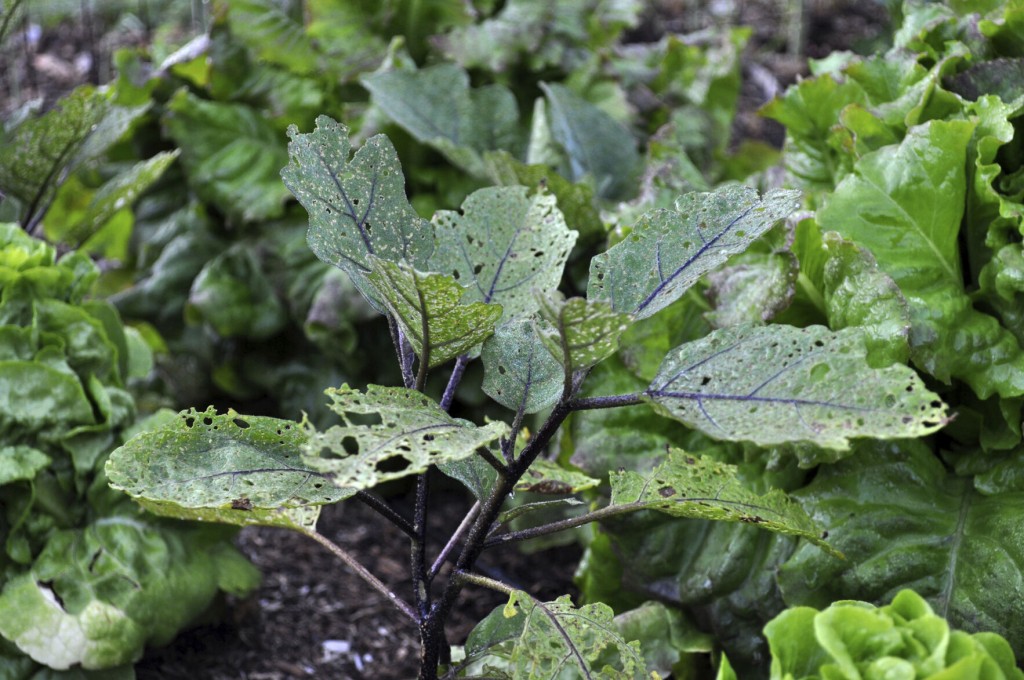Three Common Garden Pests — And A 17 Year Visitor Who Isn’t