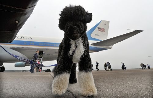 Obamas Announce Family Dog Bo Has Died