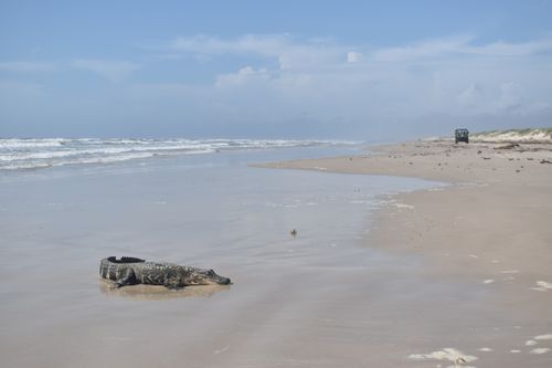 An Alligator From Louisiana Was Discovered On A South Texas Beach Over 400 Miles Away, Raising Questions About How It Got There