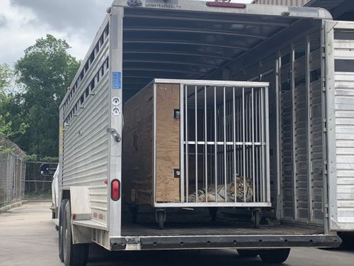 The Houston Tiger Was Found With Help From A Local Businesswoman