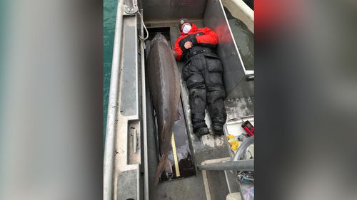 Giant ‘river Monster’ Fish Found In Detroit River May Be Over 100 Years Old