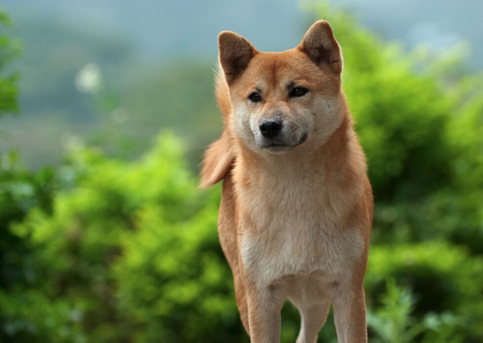 These Dog Breeds Are Gaining Popularity In The Us