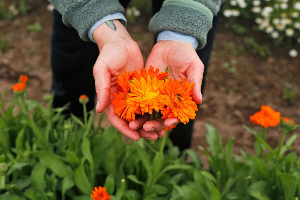 Growing, Preserving, Storing Your Own Herbs