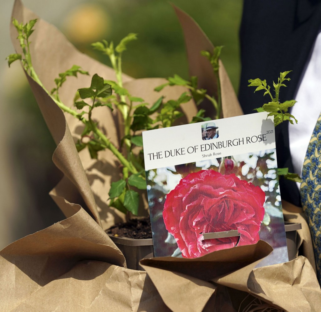 Uk: Queen Marks Late Husband’s 100th Birthday With New Rose