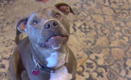 Remarkable Turnaround For North Texas Puppy Found 2 Years Ago Fighting For Life