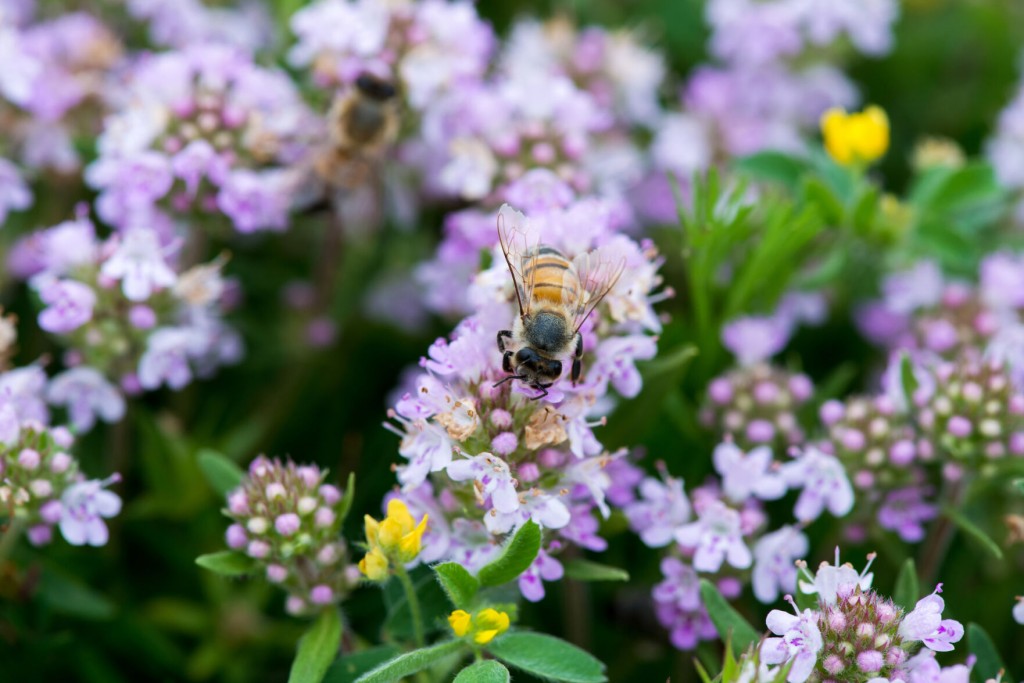 Earth Talk: What Is A ‘pollinator Lawn’ And How Can I Make One?