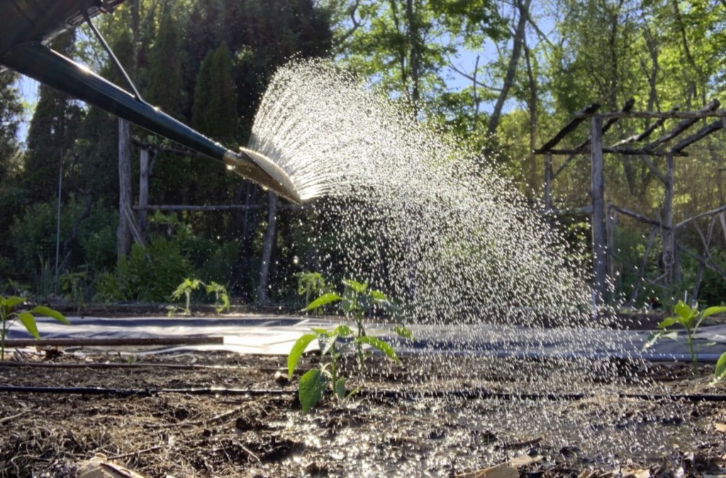 Gardening: Buy Or Make A Rain Gauge To Get Watering Right