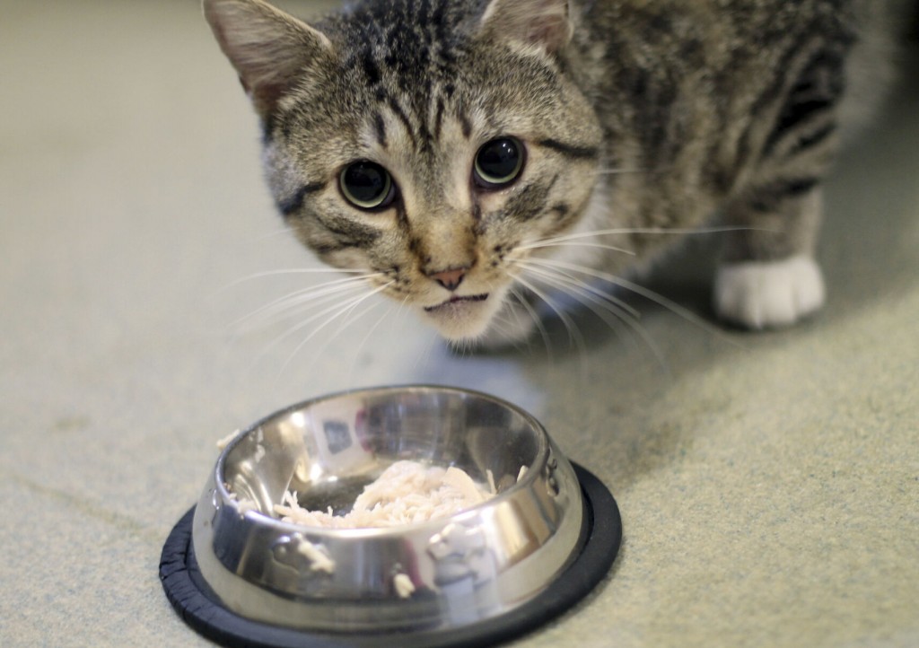 New Hampshire 2nd State With ‘no Kill’ Status In Pet Shelters