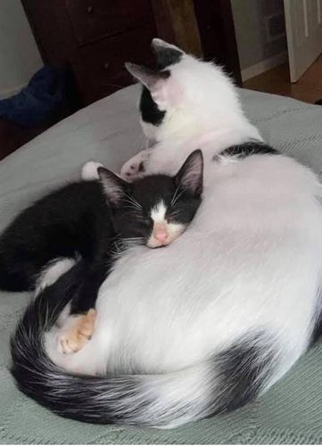 Cats Found In Plastic Container Go Up For Adoption