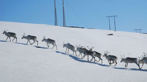 The Woman Who Spent Lockdown Alone In The Arctic