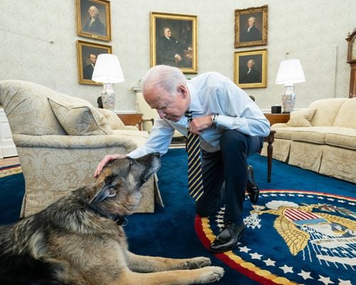 Bidens Announce Their ‘beloved’ German Shepherd Champ Has Died