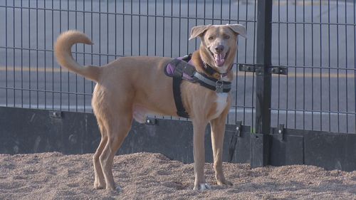 Denver Animal Shelters Seeing More Runaway Dogs Due To Fireworks