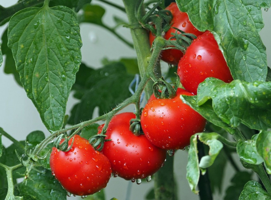 Tips For Growing Your Own Tomatoes — From Seed To Fruit