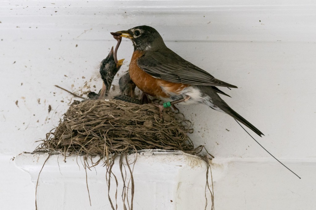 Scientists Hail Golden Age To Trace Bird Migration With Tech