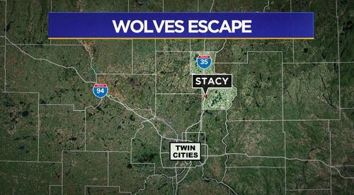 1 Wolf Shot, Another Struck By Car After Wildlife Center Escape