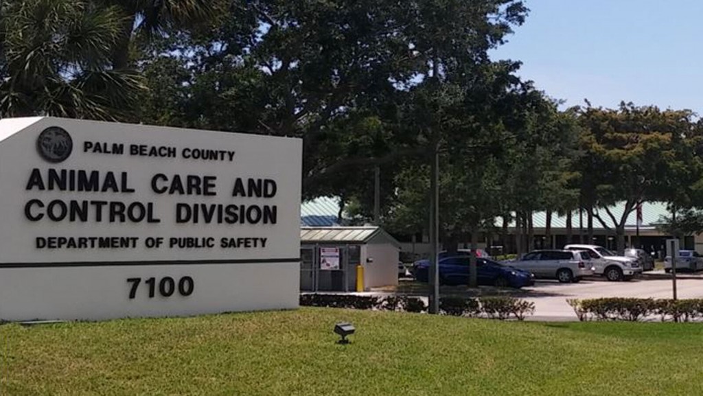 Florida Man Accused Of Killing Iguana Wanted Charge Dropped Based On ‘stand Your Ground’ Law