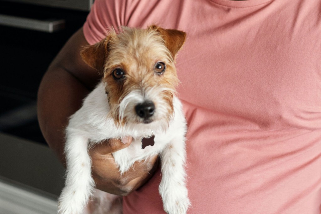 How To Potty Train A Dog When Living In An Apartment